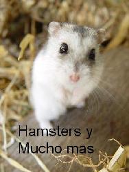 Hamster y mucho mas