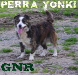 Real Yonki