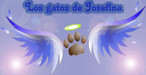 Los gatos de Josefina