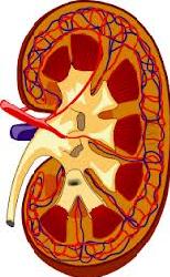 NEFROLOGIA PEDIATRICA