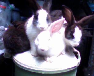 CUIDADOS DE CONEJOS