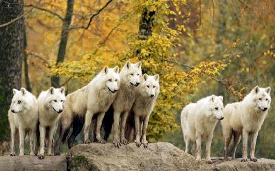 FoxHounD