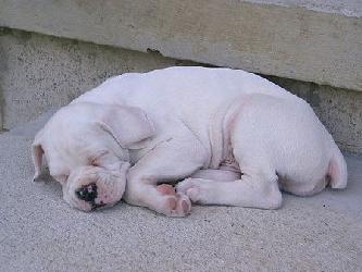 AMO A LOS  BOXER BLANCO