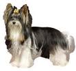 FORO BIEWER YORKSHIRE TERRIER