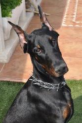 DOBERMANN