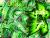 broly89