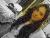 flor_p1819