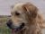 retriever
