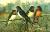 GOLONDRINA